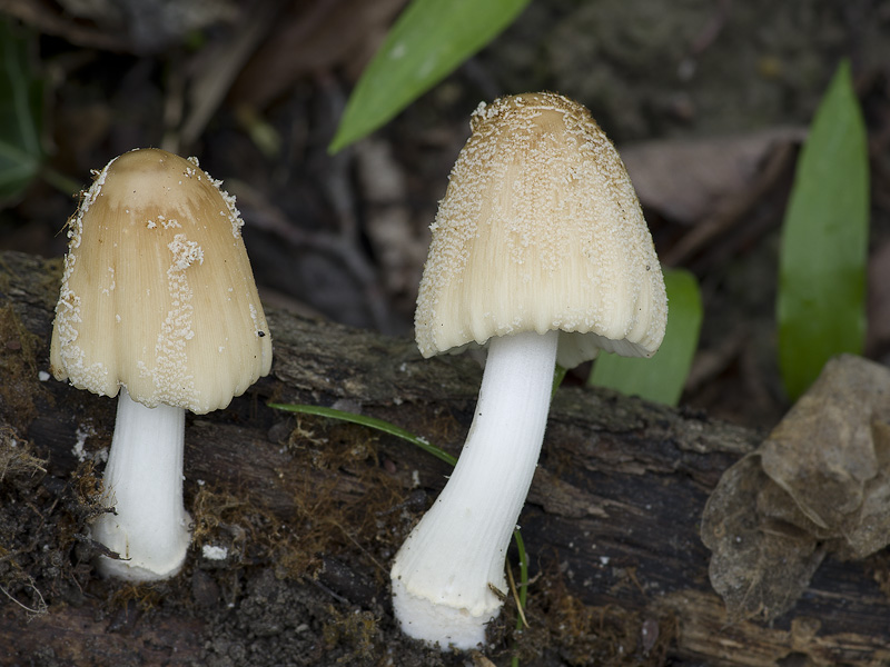 Coprinus domesticus